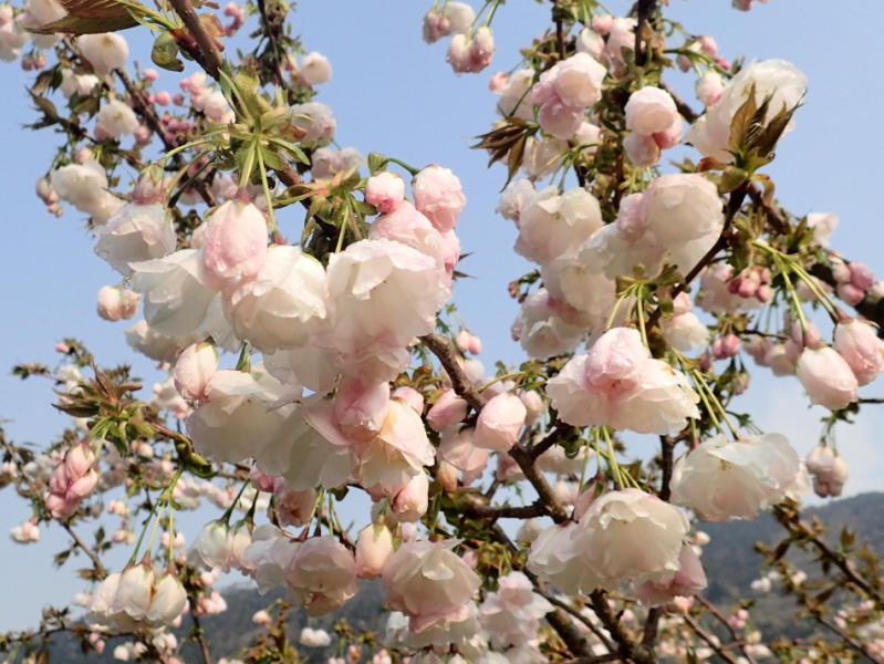 我が家の畑の永源寺桜が見頃です 永源寺桜は永源寺で発見されたものの当の永源寺地域では見られなくなっていたのですが 平成11年から地元の商工会女性部が苗を取り寄せて植樹し始めました 今では永源寺地区のあちこちに植えられており 今が満開